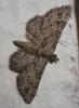 Gymnoscelis rufifasciata